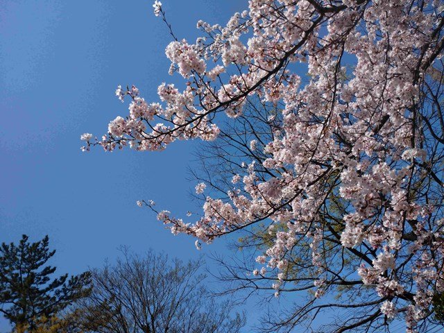 桜