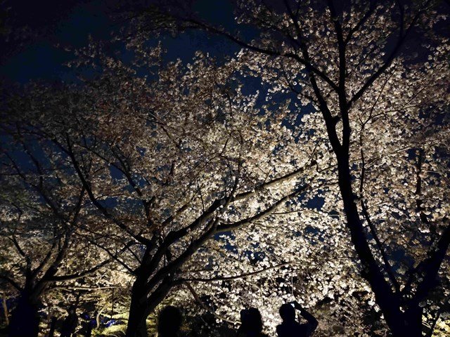 夜桜