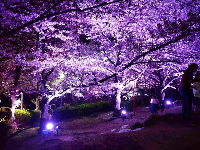 夜桜