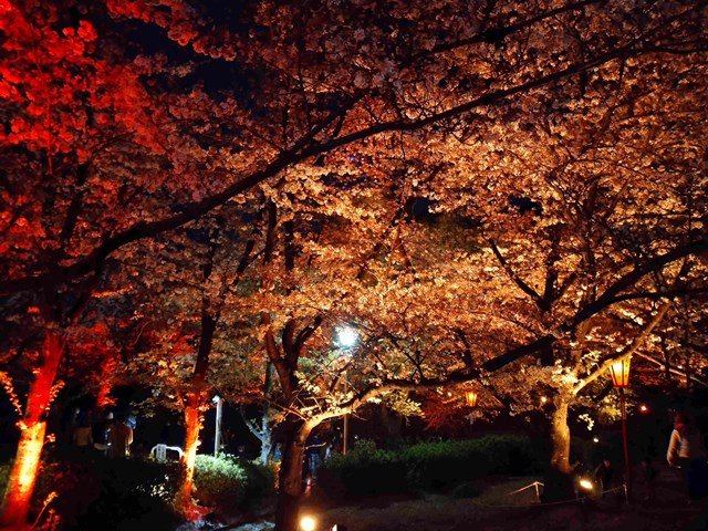 夜桜