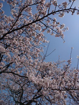 桜