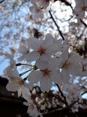 桜