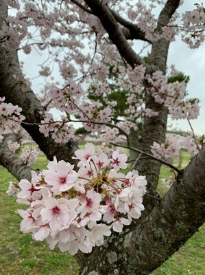 旭公園